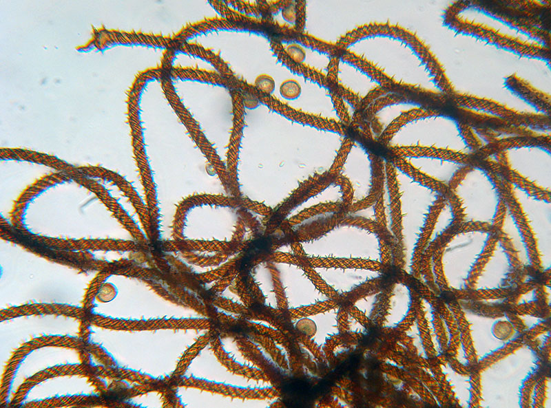 Metatrichia vesparium